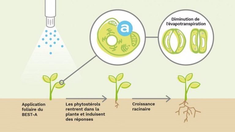 Les phytostérols jouent un rôle dans la résistance des plantes à la sécheresse