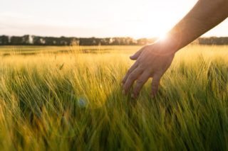 Рука людини торкається колосків пшениці на полі на заході сонця