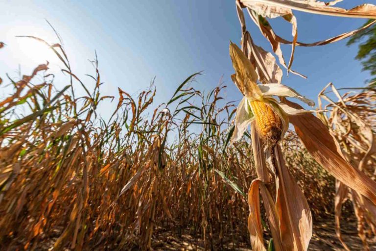 Кукурудзяні поля страждають від нестачі води